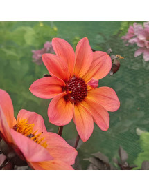 Dahlia Dream Fantasy (1.5lt)