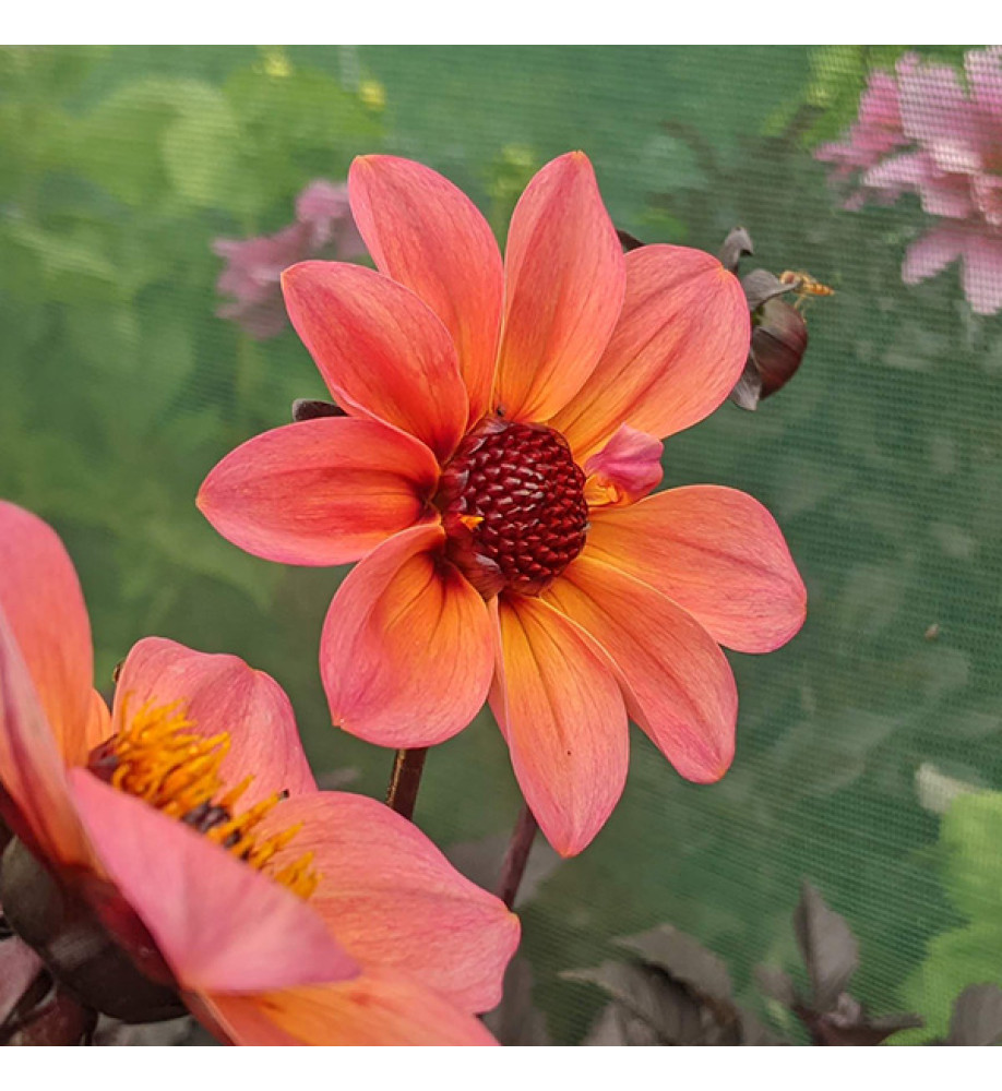 Dahlia Dream Fantasy (1.5lt)