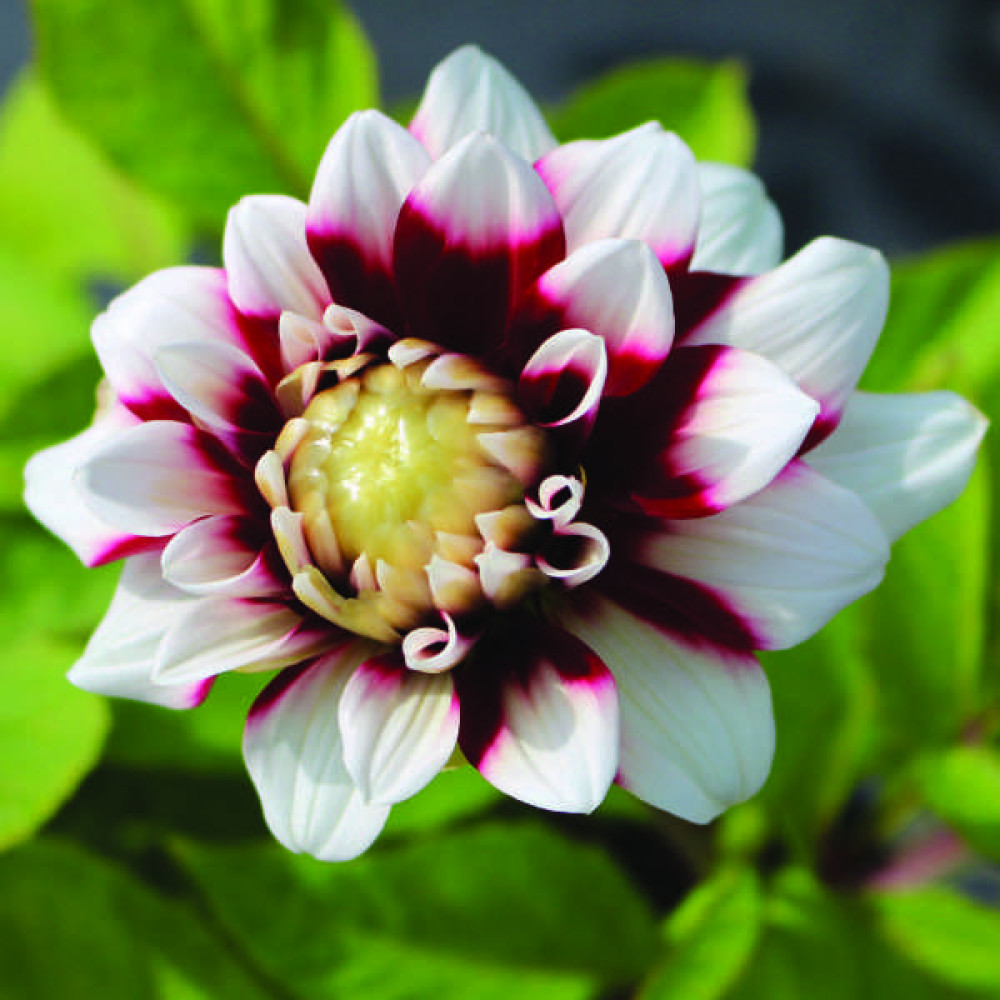 Dahlia Duet (3lt)