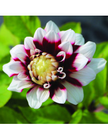 Dahlia Duet (3lt)