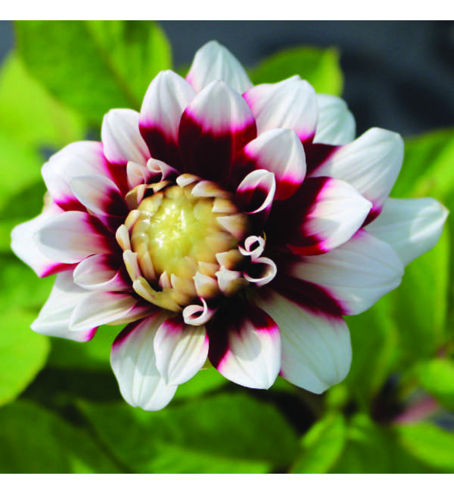 Dahlia Duet (3lt)