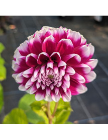 Dahlia Edinburgh (5lt)