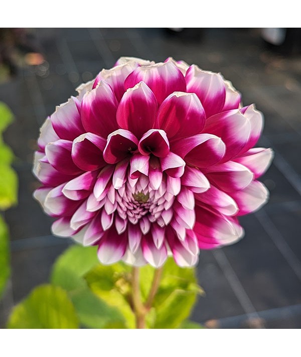 Dahlia Edinburgh (3lt)