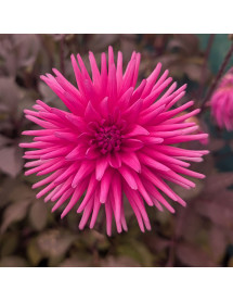 Dahlia Electro Pink (1lt)