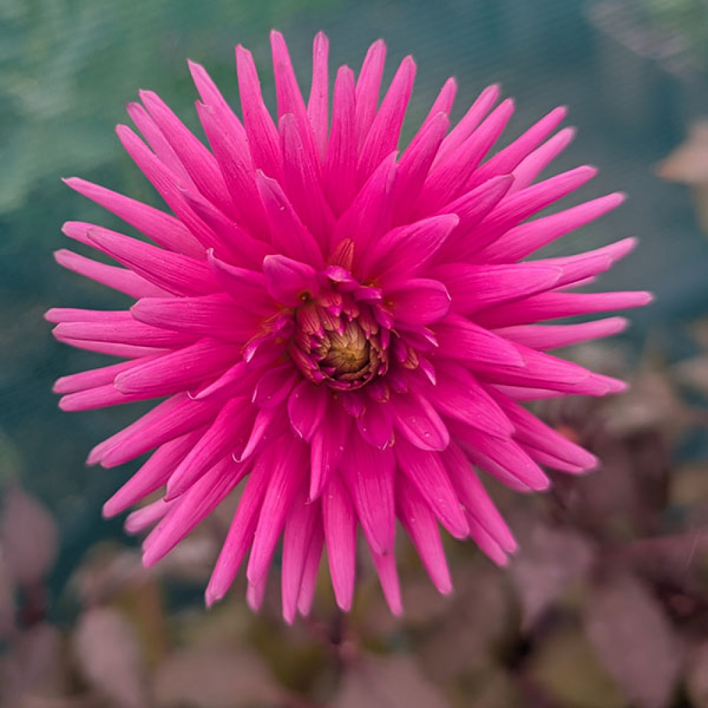 Dahlia Electro Pink (1lt)