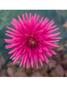 Dahlia Electro Pink (1lt)