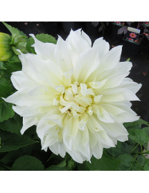 Dahlia Fleurel (2lt)