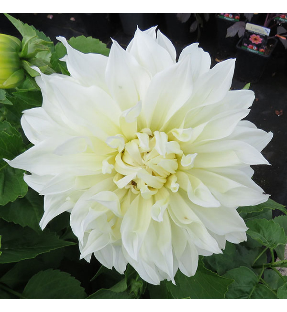 Dahlia Fleurel (2lt)