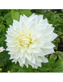 Dahlia Fleurel (2lt)