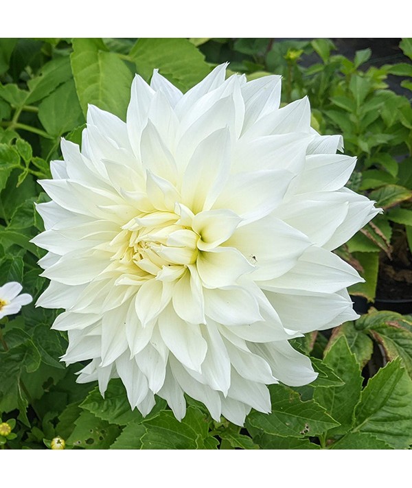 Dahlia Fleurel (1lt)