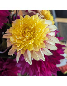 Dahlia Freya's Paso Doble (3lt)