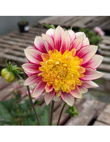 Dahlia Freya's Paso Doble (3lt)