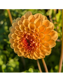 Dahlia Golden Emblem (3lt)