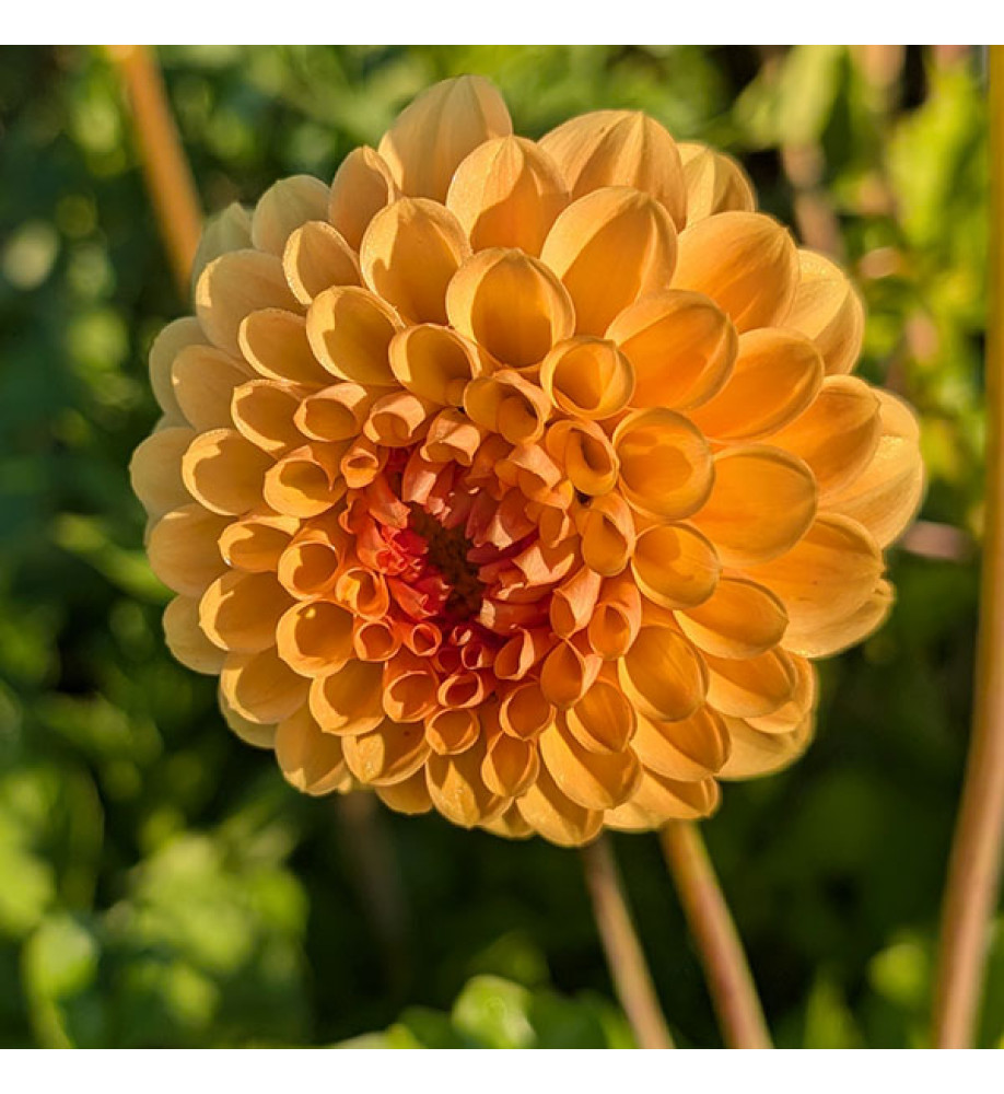 Dahlia Golden Emblem (3lt)