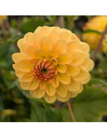 Dahlia Golden Sceptre (3lt)
