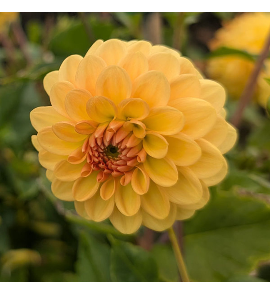 Dahlia Golden Sceptre (3lt)