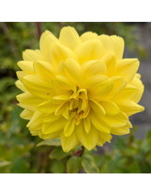 Dahlia Golden Sceptre (3lt)