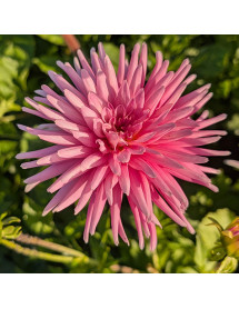 Dahlia Park Princess (3lt)
