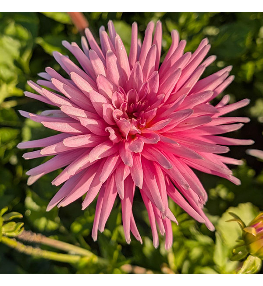 Dahlia Park Princess (3lt)