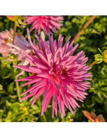 Dahlia Park Princess (3lt)