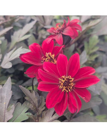 Dahlia Dreamy Hot Chocolate (1lt) Dahlia Dreamy Hot Chocolate (1lt)