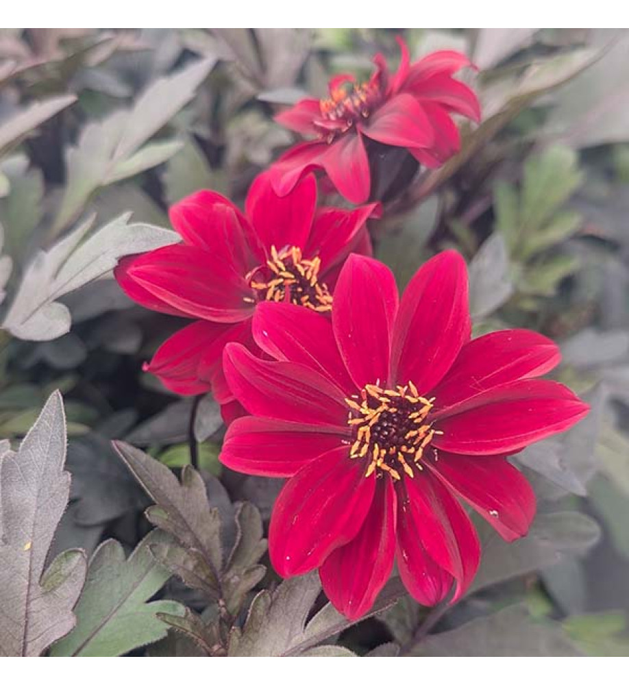 Dahlia Dreamy Hot Chocolate (1lt)