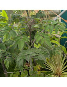 Dahlia imperialis Gun Metal (7lt)