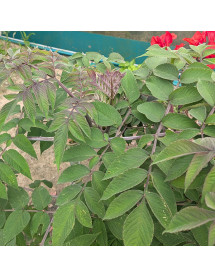 Dahlia imperialis Gun Metal (7lt)