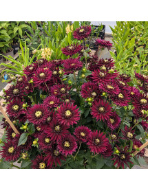 Dahlia Langthorns Dragon (3lt)