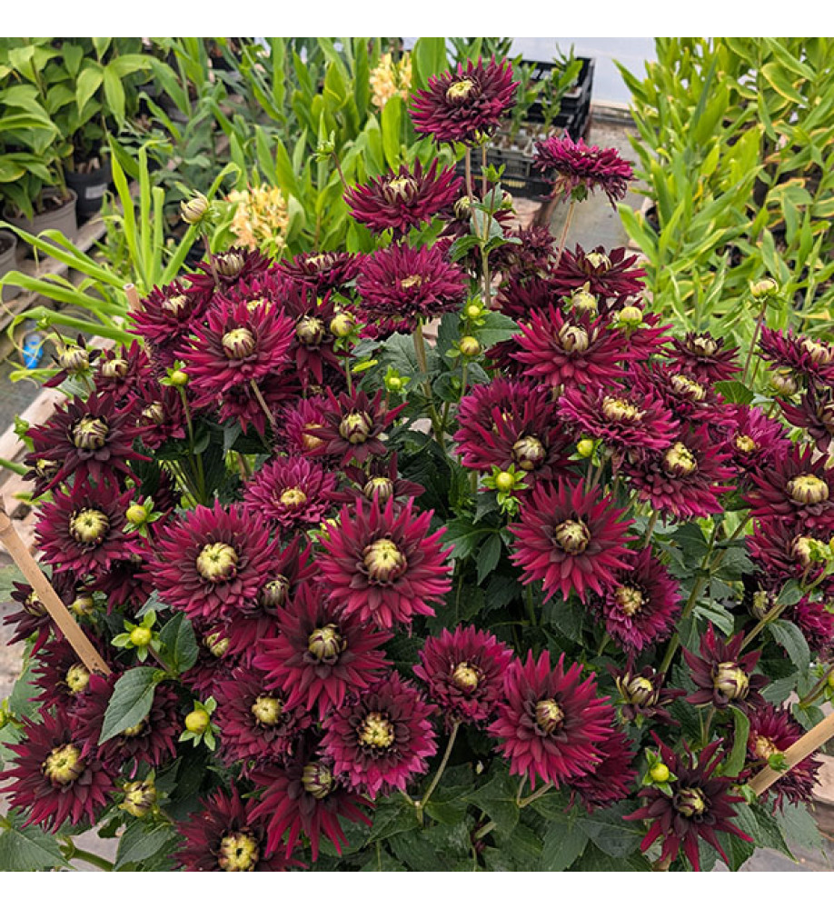 Dahlia Langthorns Dragon (3lt)