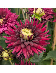 Dahlia Langthorns Dragon (3lt)