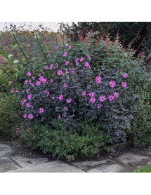 Dahlia Magenta Star (3lt) Dahlia Magenta Star (3lt)