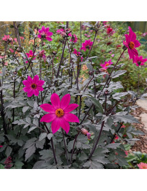 Dahlia Magenta Star (3lt)