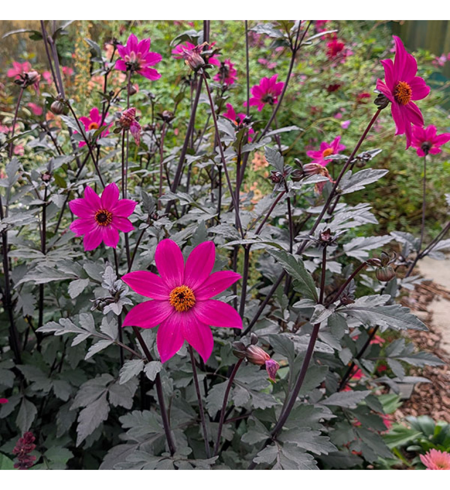 Dahlia Magenta Star (3lt)