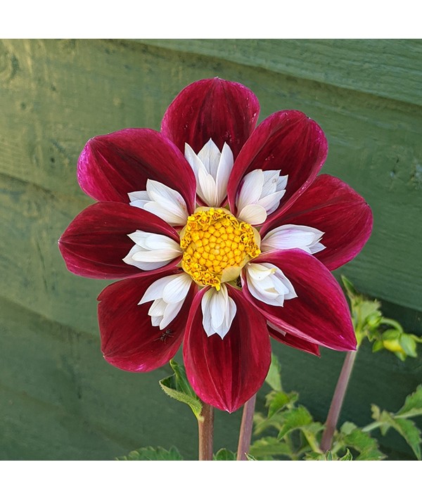 Dahlia Mary Evelyn (5lt) Dahlia Mary Evelyn (5lt)