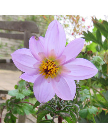 Dahlia merckii (2lt)