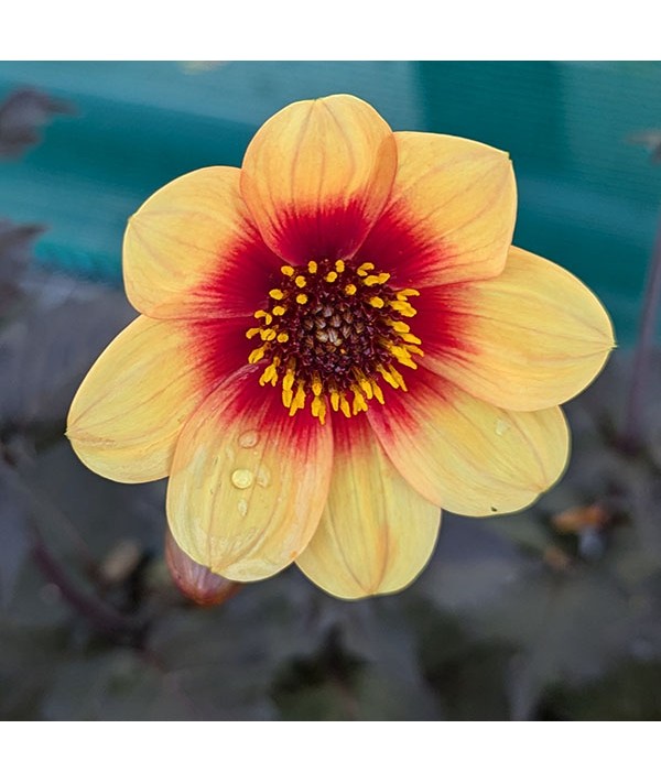 Dahlia Moonfire (1lt)