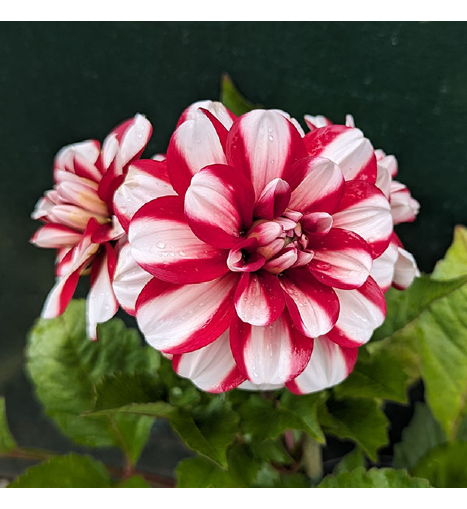 Dahlia Musette (3lt)