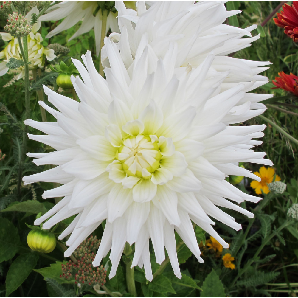 Dahlia My Love (3lt)