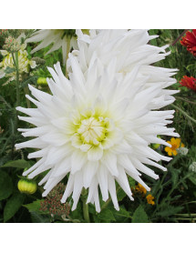 Dahlia My Love (1lt)