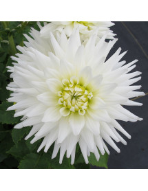 Dahlia My Love (1lt)