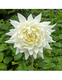 Dahlia My Love (3lt)