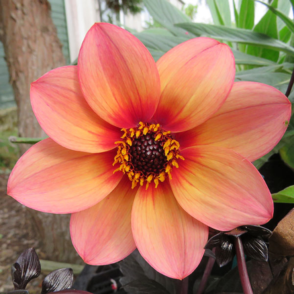 Dahlia Mystic Fantasy (1lt)