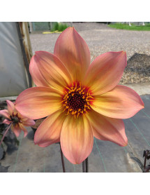 Dahlia Mystic Fantasy (1lt)