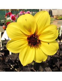 Dahlia Mystic Illusion (1lt)