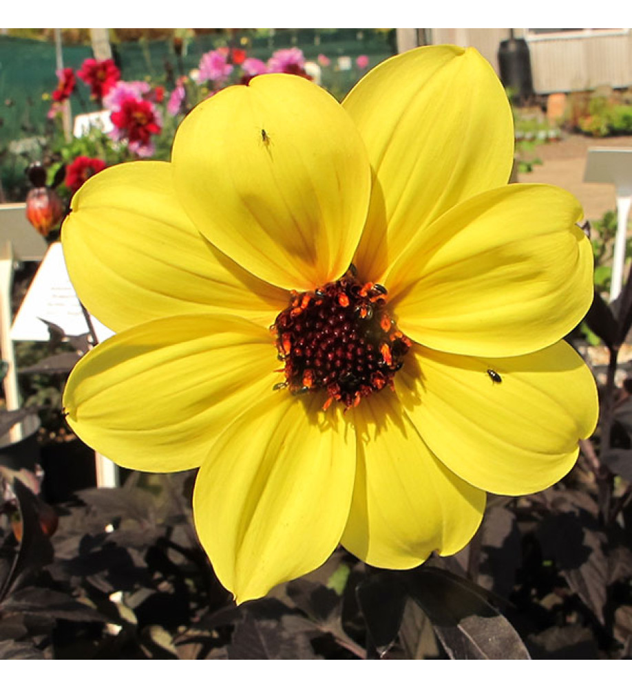 Dahlia Mystic Illusion (1lt)