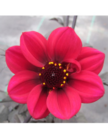 Dahlia Mystic Wonder (1lt)