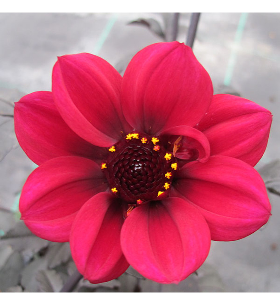 Dahlia Mystic Wonder (1lt)