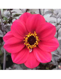Dahlia Mystic Wonder (1lt)