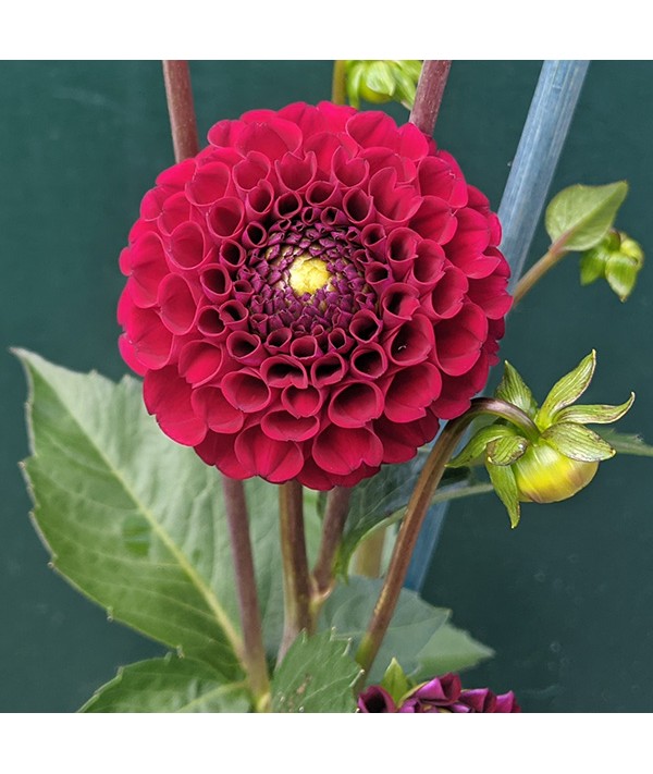 Dahlia Natal (3lt) Dahlia Natal (3lt)